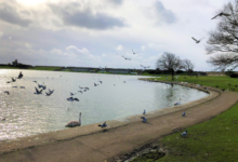 Vale Council ask that brirds not toe be handled at Knap Lake.