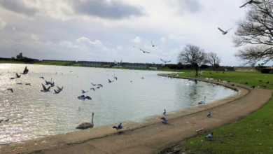 Vale Council ask that brirds not toe be handled at Knap Lake.