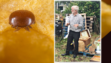 Harold Williams giving a talk to new beekeepers.