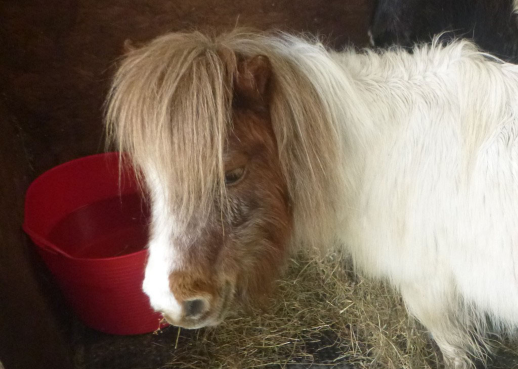 Shetland mare found at Ystradwaun Common.