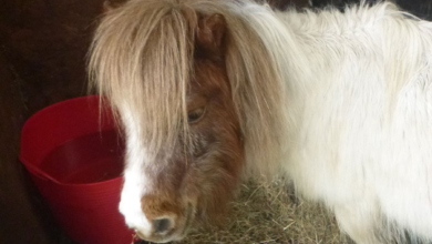 Shetland mare found at Ystradwaun Common.