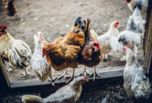 Mandatory housing measures for poultry will be lifted