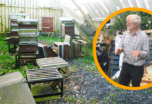 The Fonman Apiary after the storm. Inset is Harold Williams.