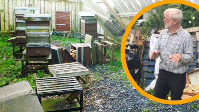 The Fonman Apiary after the storm. Inset is Harold Williams.