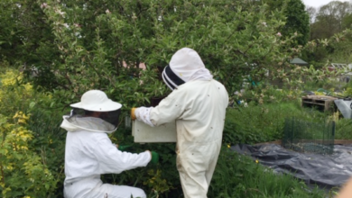 Preparing the bees so they can be transferred to the apiary.