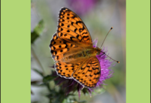 The high brown fritillary butterfly.