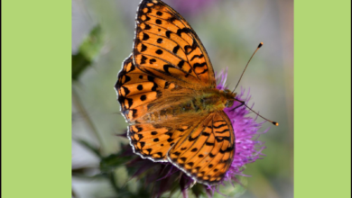 The high brown fritillary butterfly.
