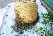 Collecting a swarm before taking it to a new home.