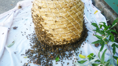 Collecting a swarm before taking it to a new home.