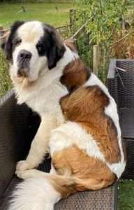 Colin the St Bernard.