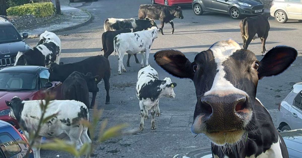 A Vale town gets even more rural | Glamorgan Star Newspaper