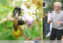 Keep your eyes peeled for the British Black Bee – which Harold has spotted in the Vale.