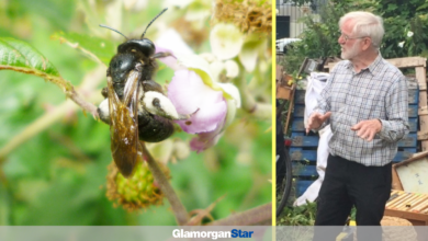 Keep your eyes peeled for the British Black Bee – which Harold has spotted in the Vale.