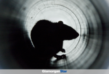 Ban may lead to increase in the Rat population in Wales. Photo: Adobe.