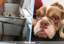 How some of the dogs were found.