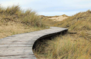 Boardwalk amongst dunes.