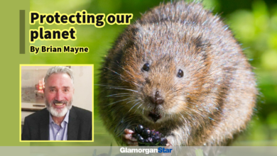 Apart from providing monthly conservation sessions, they also offer training and recently provided a course on surveying for water voles, which are soon to be re-introduced in the project area.