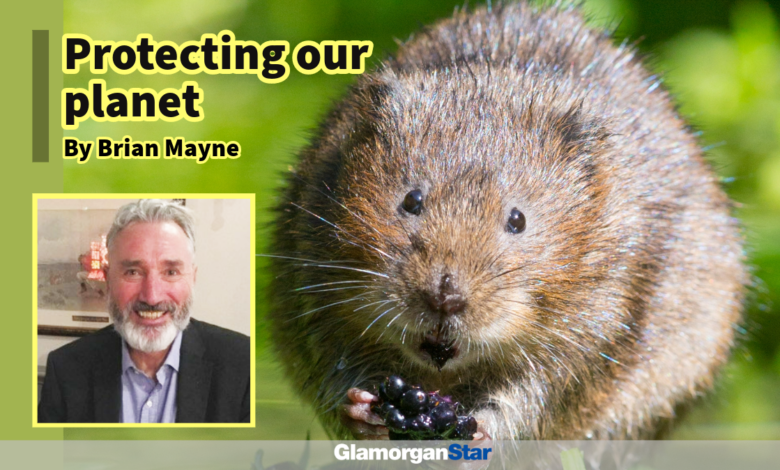 Apart from providing monthly conservation sessions, they also offer training and recently provided a course on surveying for water voles, which are soon to be re-introduced in the project area.