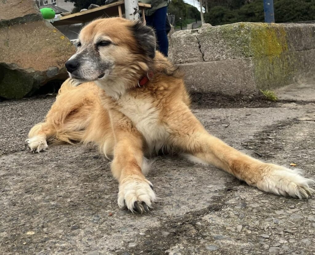 Cleo the Lurcher who died recently from suspected e-coli.