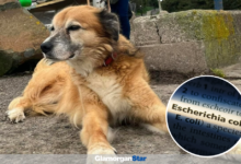 Cleo the Lurcher who died recently from suspected E-coli.