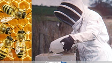 A trainee beekeeper tops up the sugar solution in a hive.