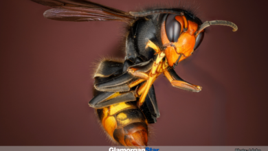 Glamorgan Star newspaper - The Asian hornet is distinctive by their very dark body, wide orange stripe on the fourth abdomen section and yellow leg ends. Photo: Adobe.