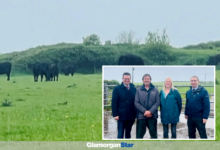 It is hoped that the trees planted at Sker Farm will grow into woodland.