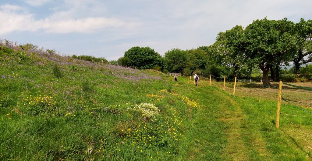 Lush flower filled meadows. Photo by Jan Nash.
