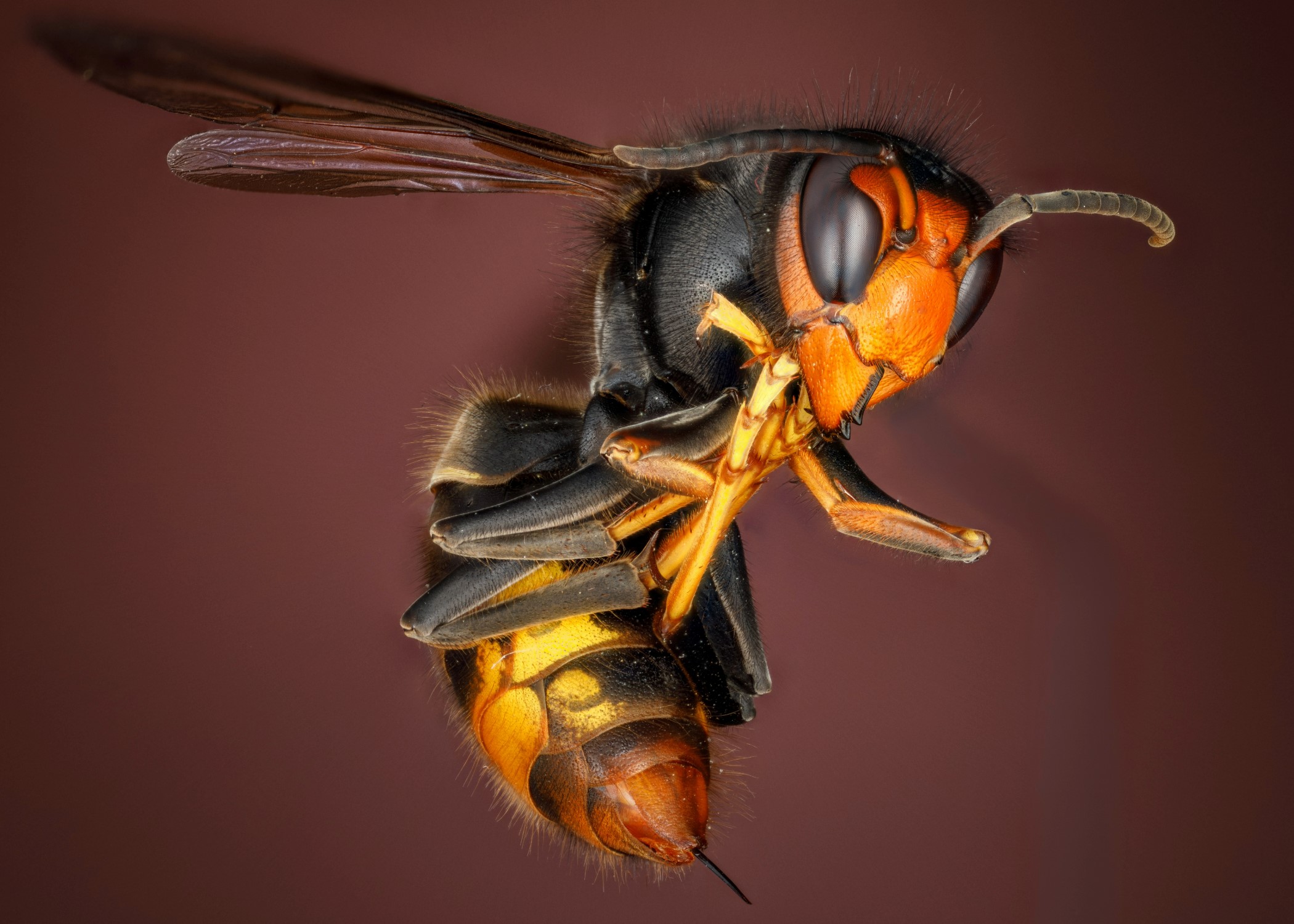Glamorgan Star newspaper - The Asian hornet is distinctive by their very dark body, wide orange stripe on the fourth abdomen section and yellow leg ends. Photo: Adobe.