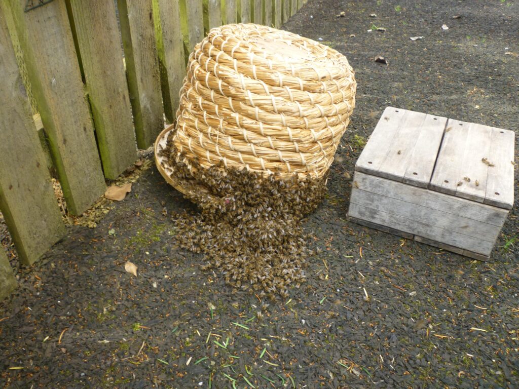 Glamorgan Star newspaper - A swarm collected in a skep. In late evening, the skep will be taken away.