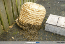 Glamorgan Star newspaper - A swarm collected in a skep. In late evening, the skep will be taken away.