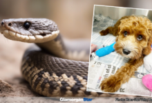Bridgend news - | Holly recovering at the veterinary hospital with image of a Adder snake.