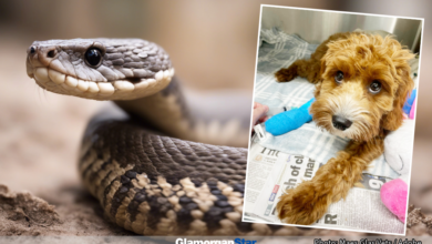 Bridgend news - | Holly recovering at the veterinary hospital with image of a Adder snake.