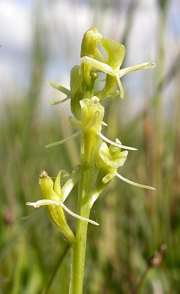 Glamorgan Star news - A Fen Orchid at Kenfig National Nature Reserve. Fen Orchids are one of the most threatened wild plants in Europe.