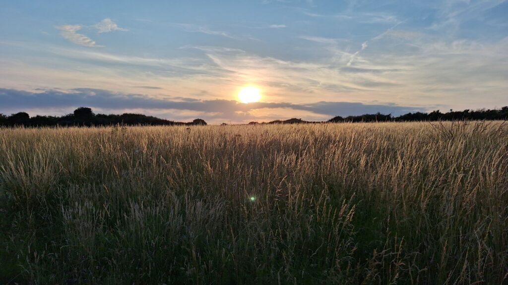 Glamorgan Star news - Returning through long-grassed fields. Photo by Joy Strangward.