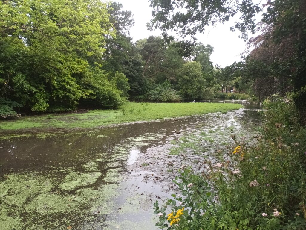 Glamorgan Star news - This summer, ‘silt islands’ covered with vegetation have appeared.