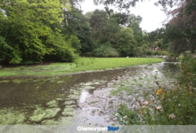 Glamorgan Star news - This summer, ‘silt islands’ covered with vegetation have appeared.
