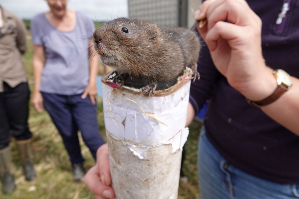 Glamorgan Star news - A Water vole gets used to its new surroundings. Photo by Rob Parry/INCC.