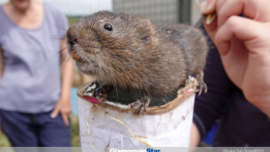 Glamorgan Star news - A Water vole gets used to its new surroundings. Photo: Rob Parry/INCC.