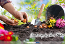 Spring bulbs need planting in September.