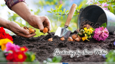 Spring bulbs need planting in September.