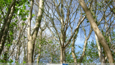 Trees in Porthkerry Country Park.
