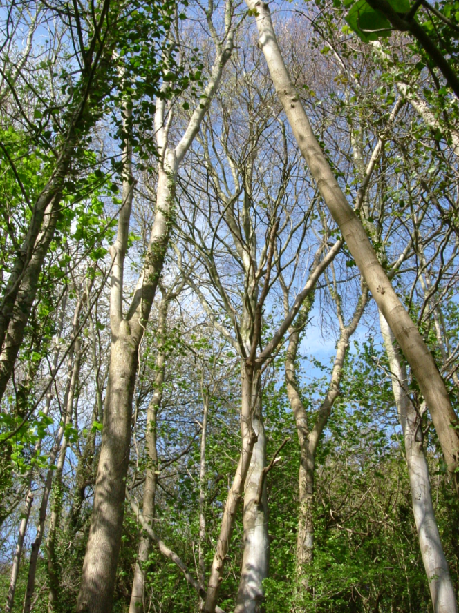 Trees in Porthkerry Country Park.