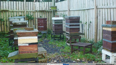 The hives are all prepared now for winter