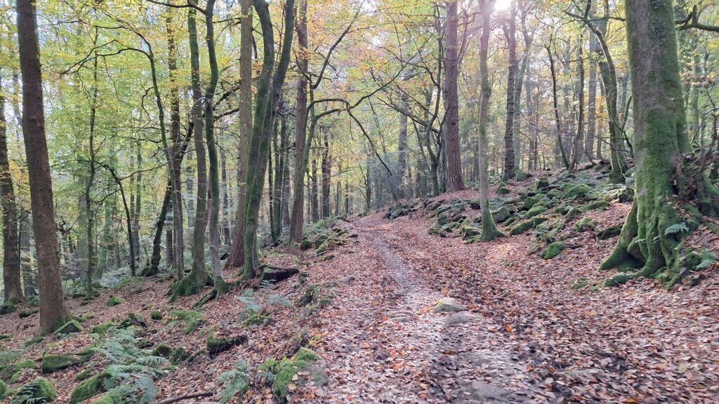 Stunning paths in Cuckoo Wood. Photo by Joy Strangward.
