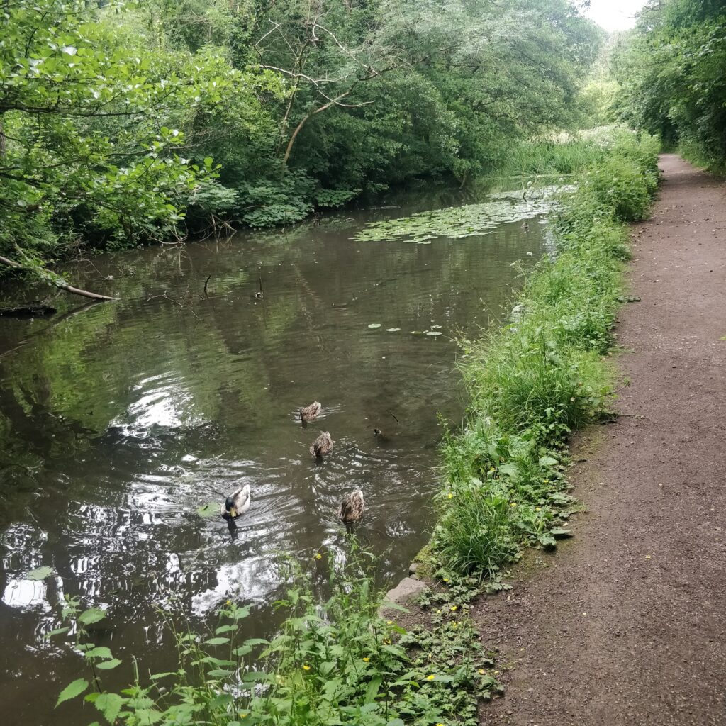 The canal path at Forest Farm Nature Reserve.