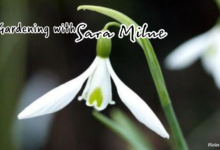 The Snowdrop Galanthus Atkinsii is ideal for January. Photo: Adobe.
