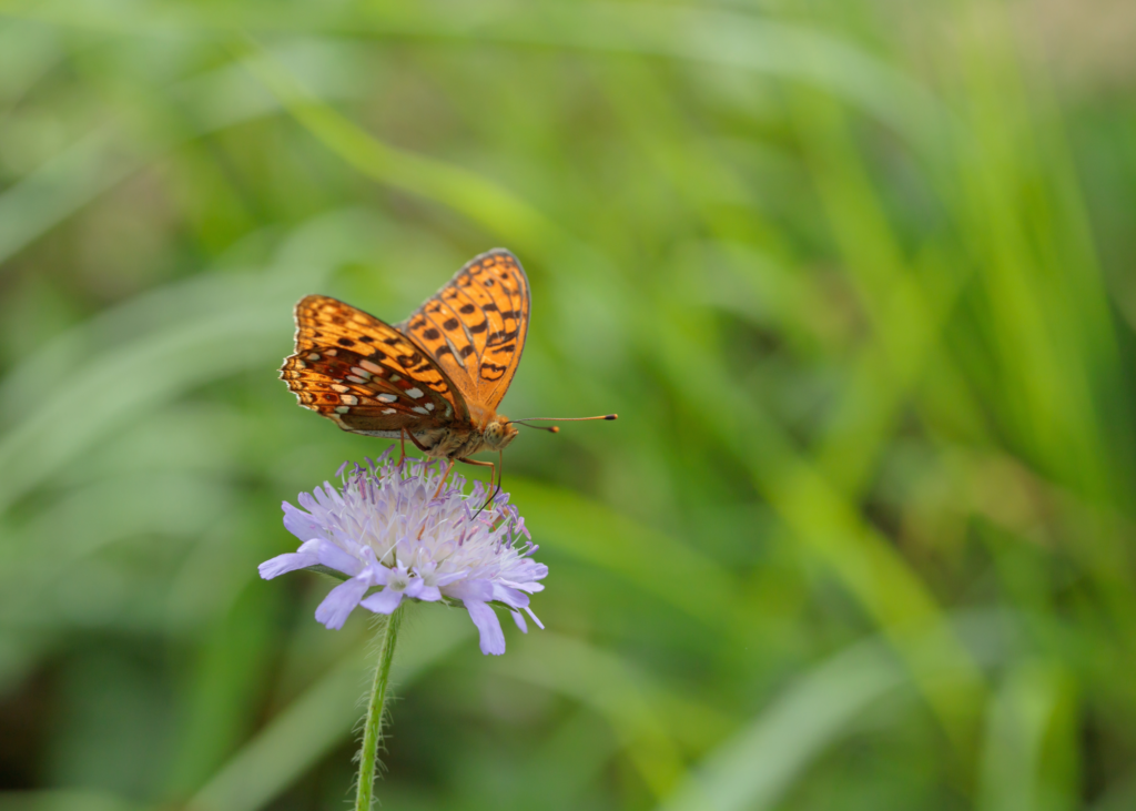 The UK’s most endangered butterfly - The high brown fritillary. Photo: Adobe.