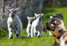 Spring lambs and curious dog.