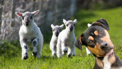 Spring lambs and curious dog.